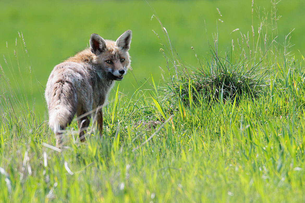 Renard au champ