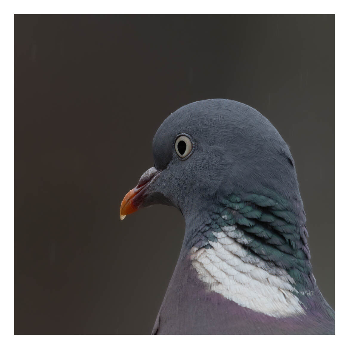 Pigeon ramier, connu sous le nom de palombe dans le sud de la France