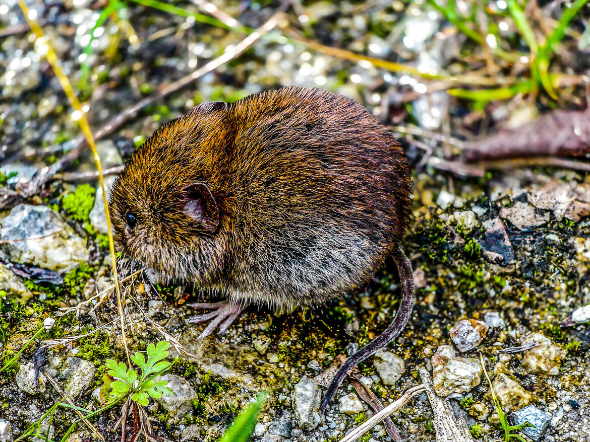 Rencontre inattendue