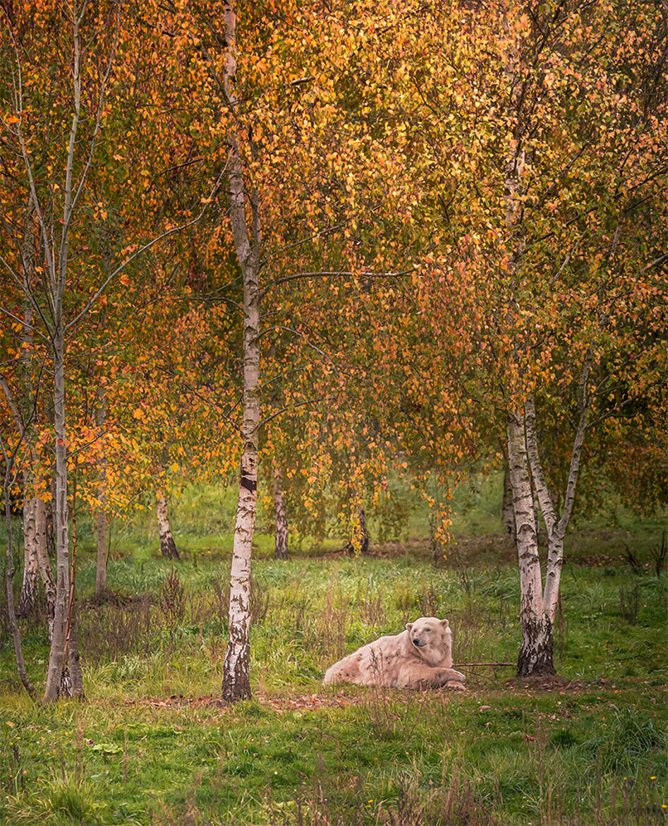 Auprès de mon Arbre...