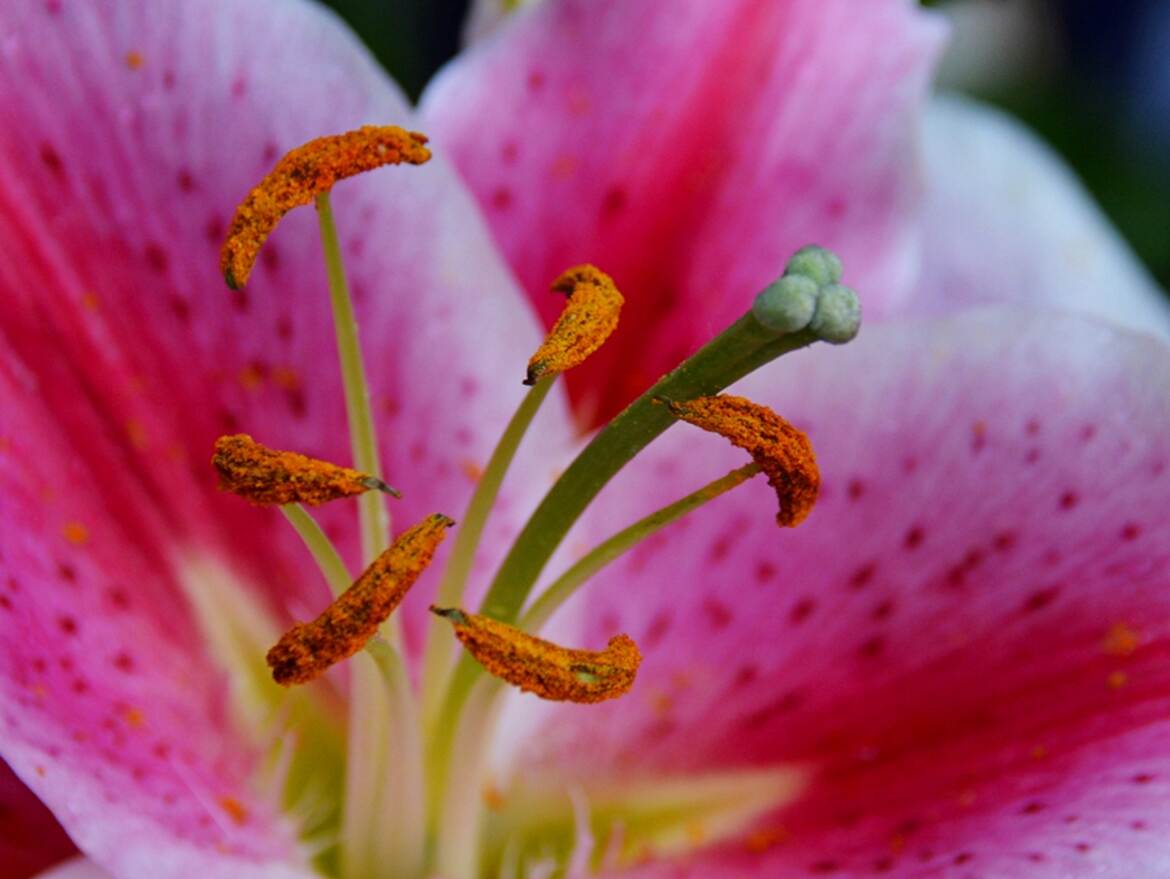 Dans l'intimité du Lys