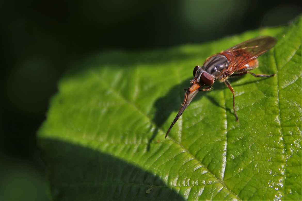 Rhingia campestris