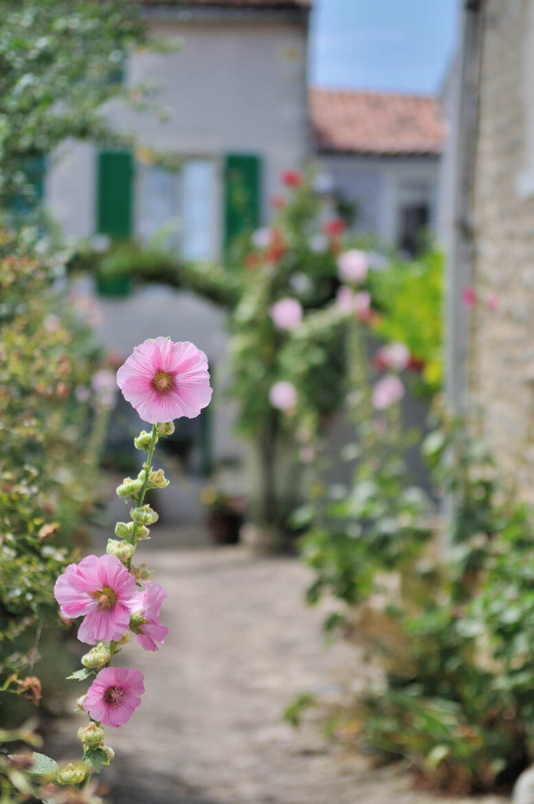 Ruelle Île de Ré