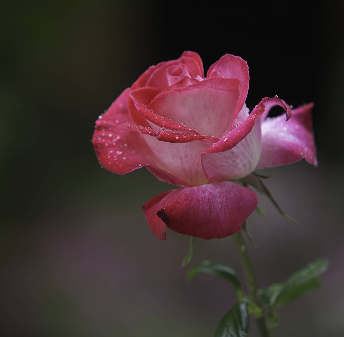 My Rose ...