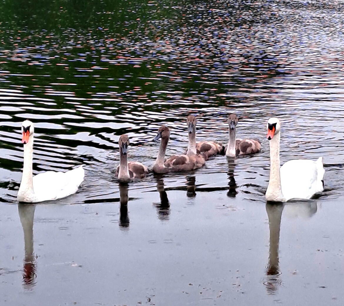 Les quadruplés en vacances