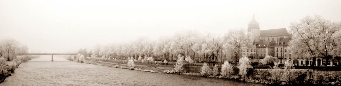 Givre sur végétation sépia