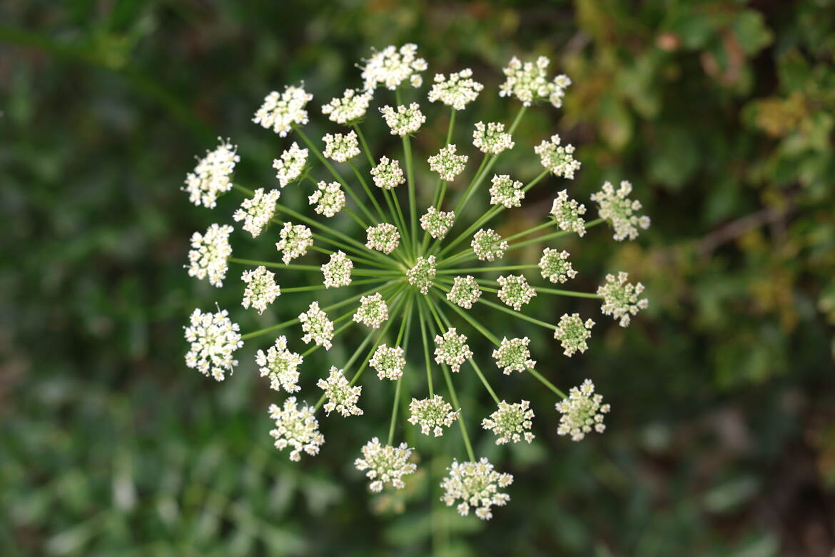 Fleur d'artifice II