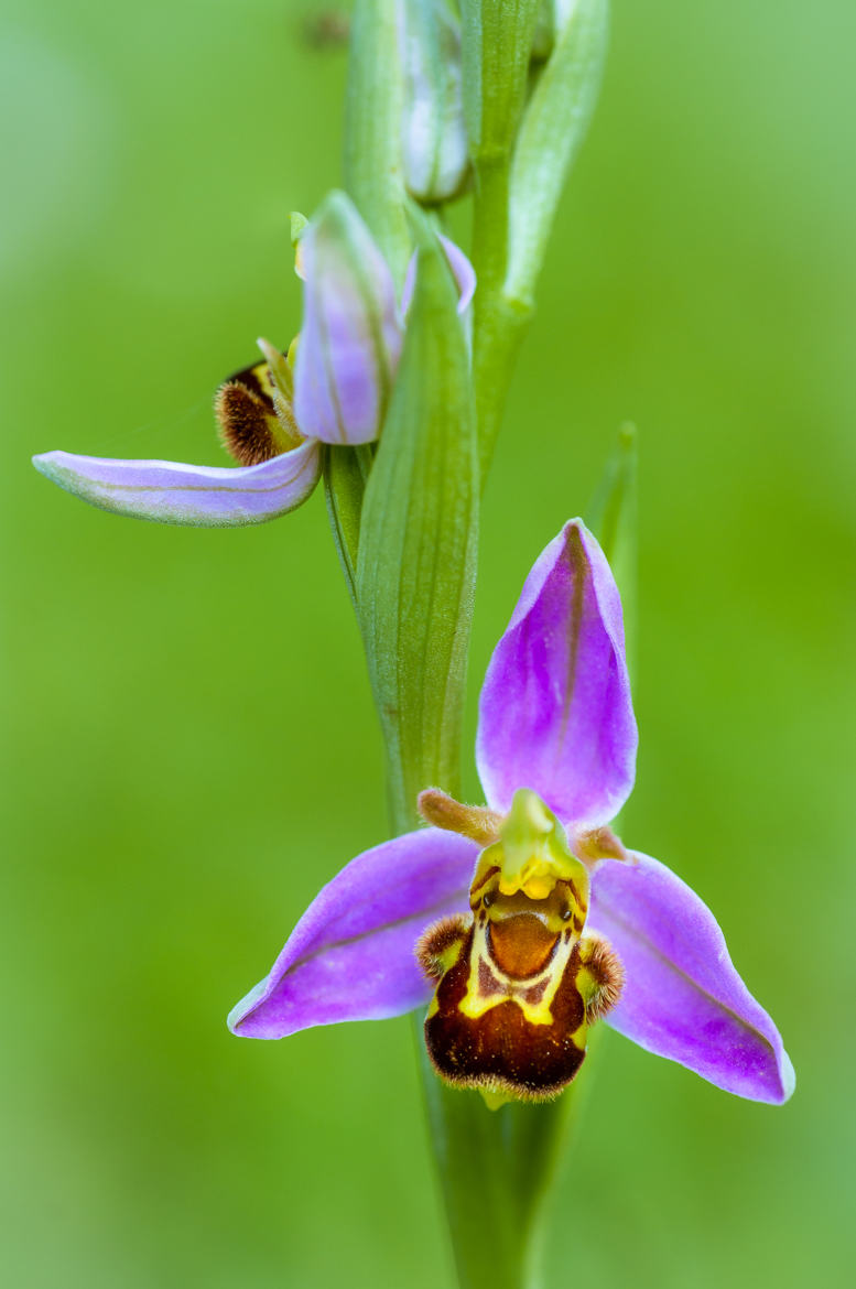 Orchis Abeille