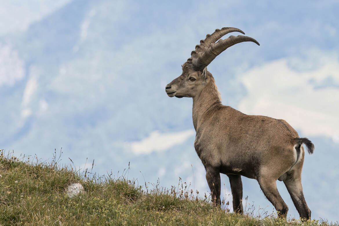 Bouquetin en montagne