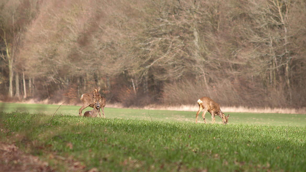 En famille