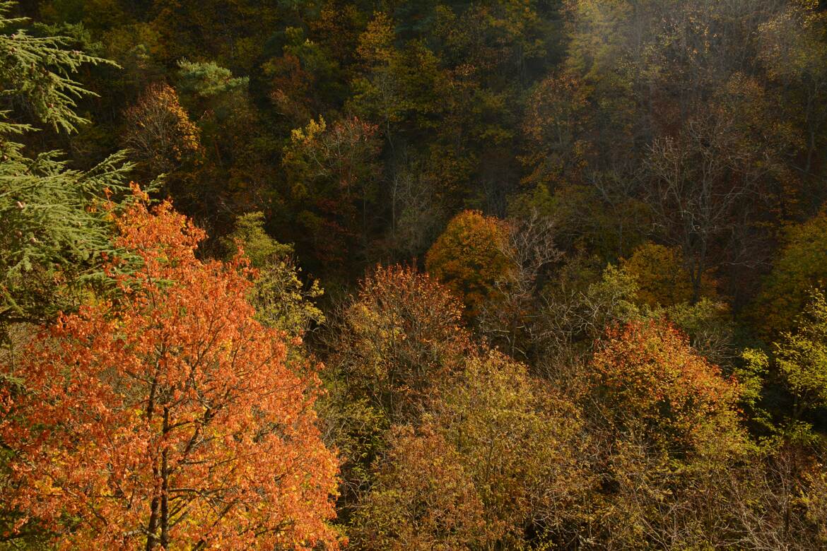 Palette de couleurs automnales