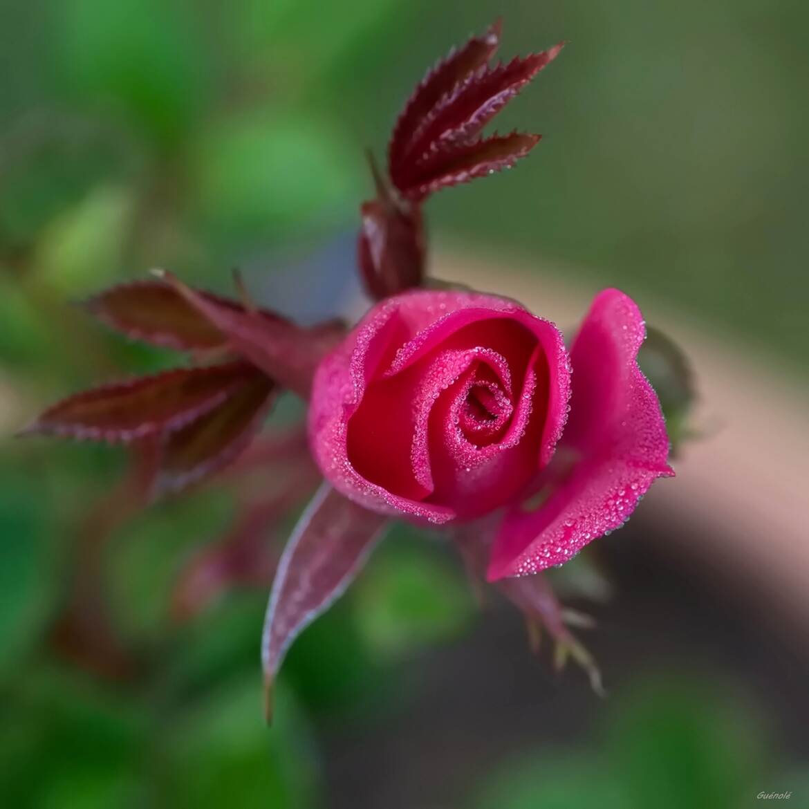 Une Rose dans la rosée...