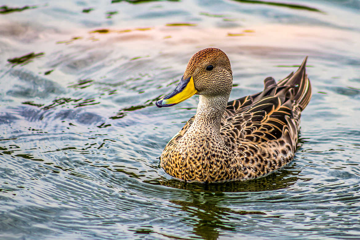 Et le cannard était ....