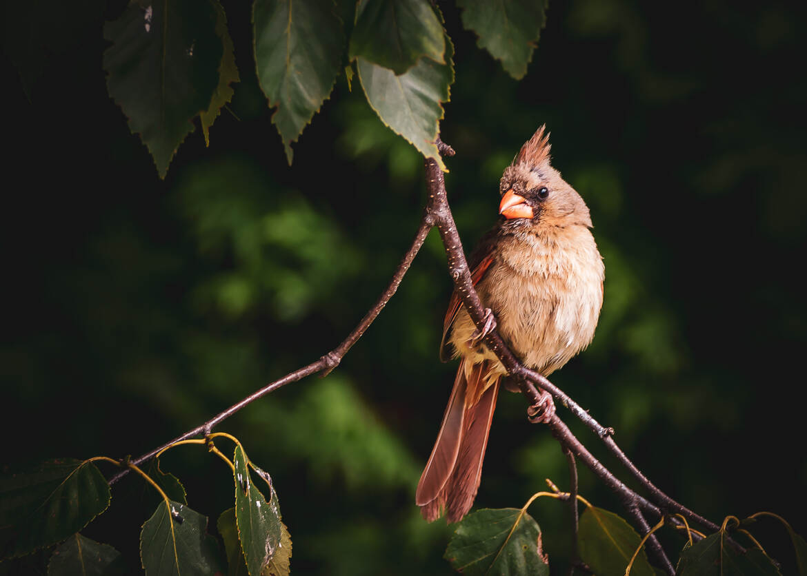 Madame Cardinal