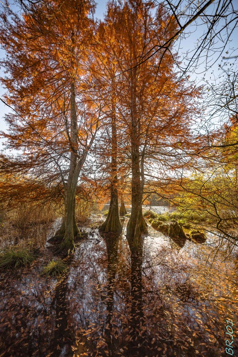 Cyprès Chauves