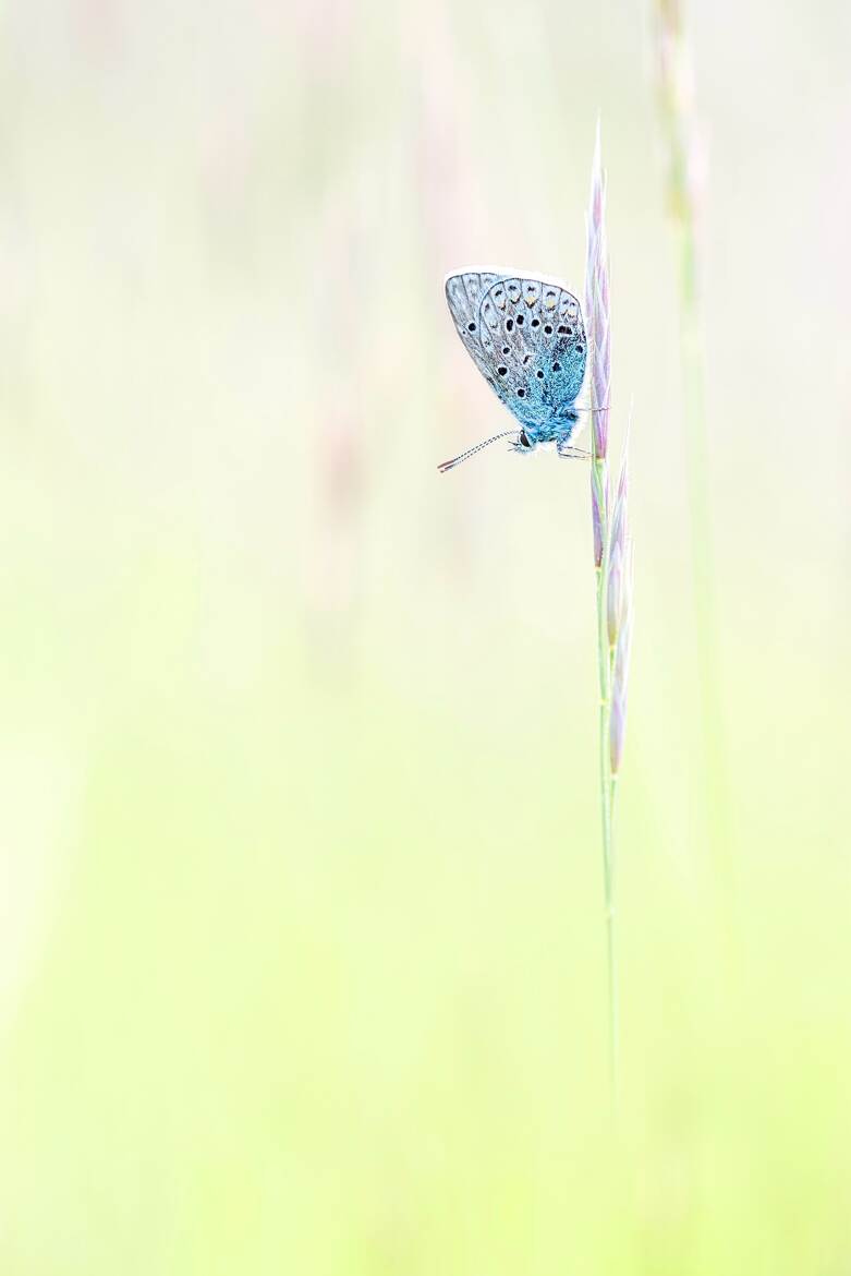 Minimalisme printanier