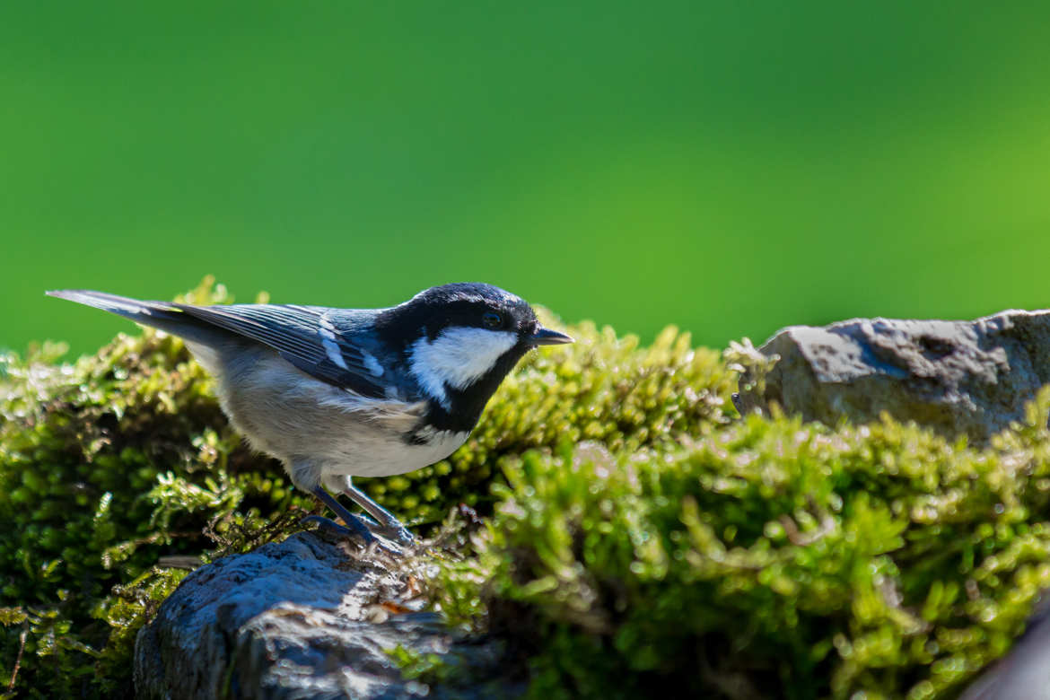 Mésange hardie !!