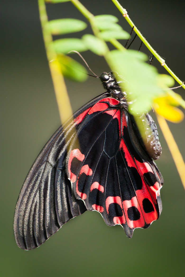Papillon Rouge et Noir