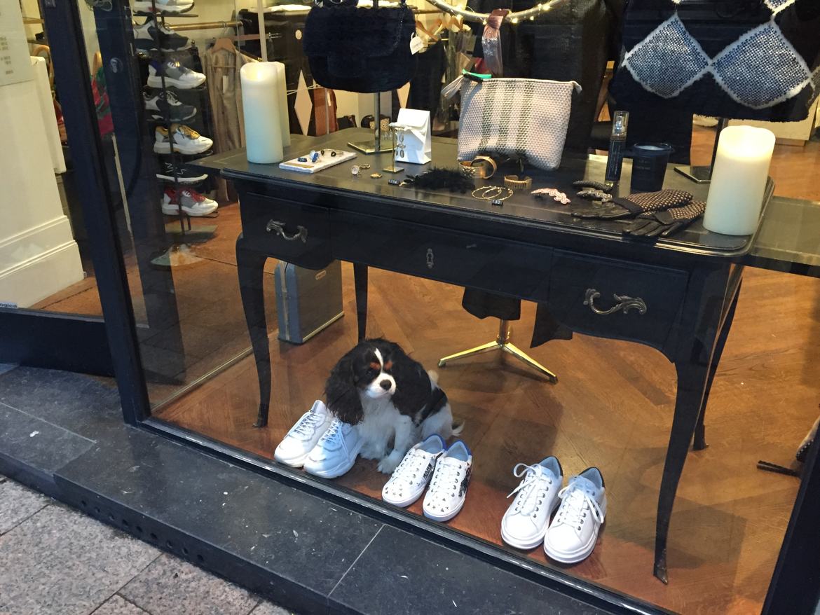 Un petit chien dans la vitrine