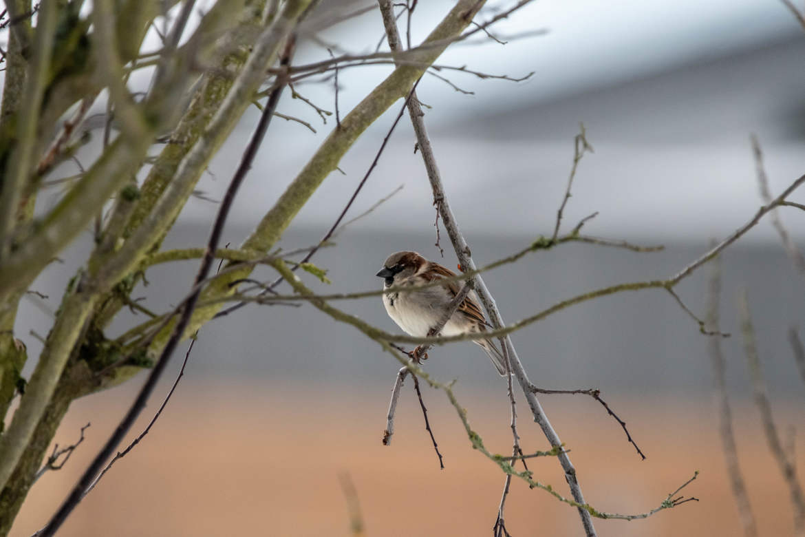 petits oiseaux