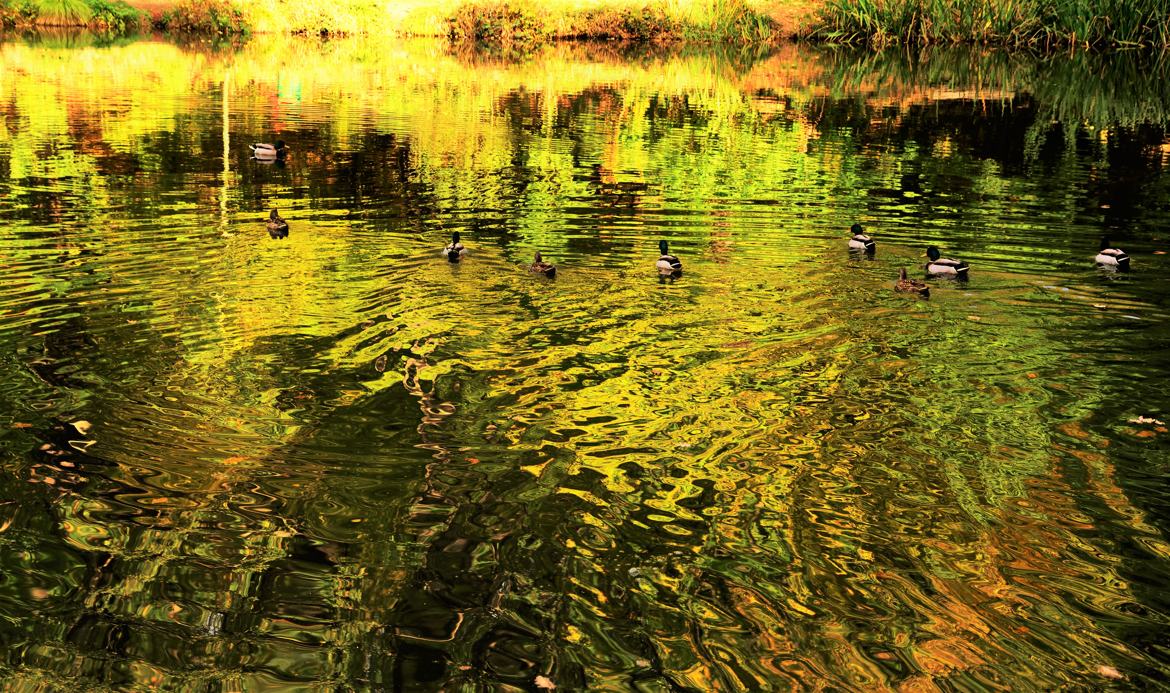 canards et reflets