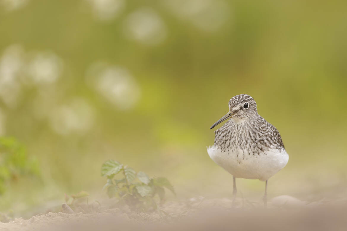Le petit chevalier blanc