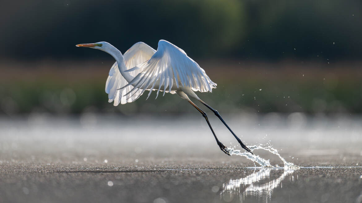 L'envol de la dame blanche