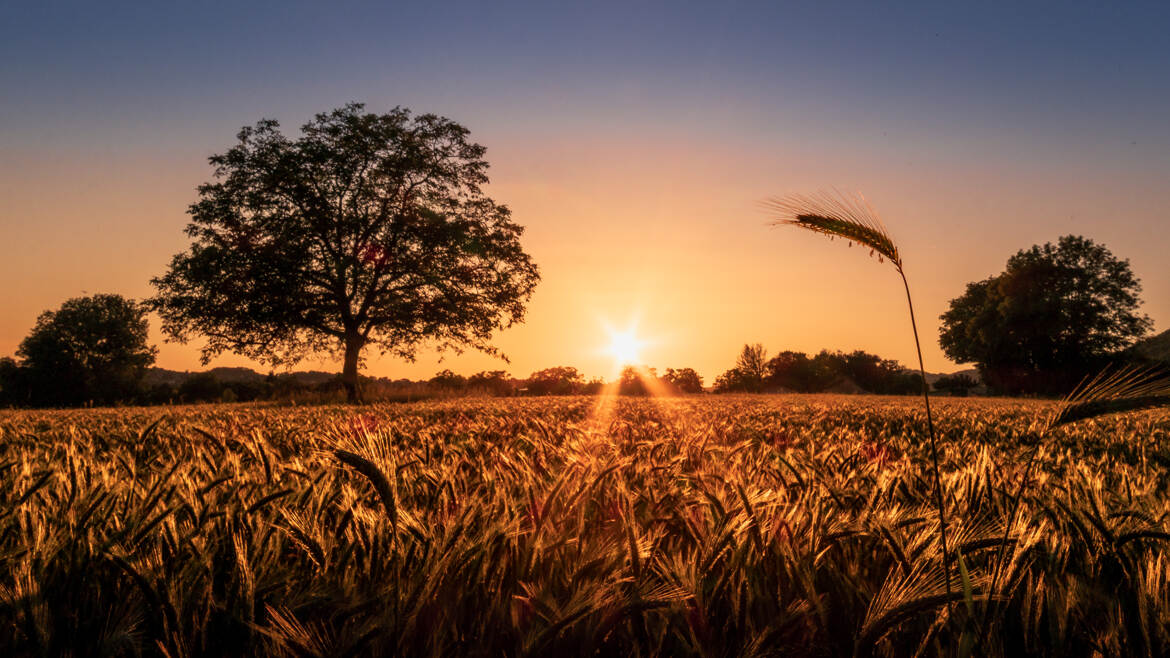 le blé qui voulait devenir un arbre