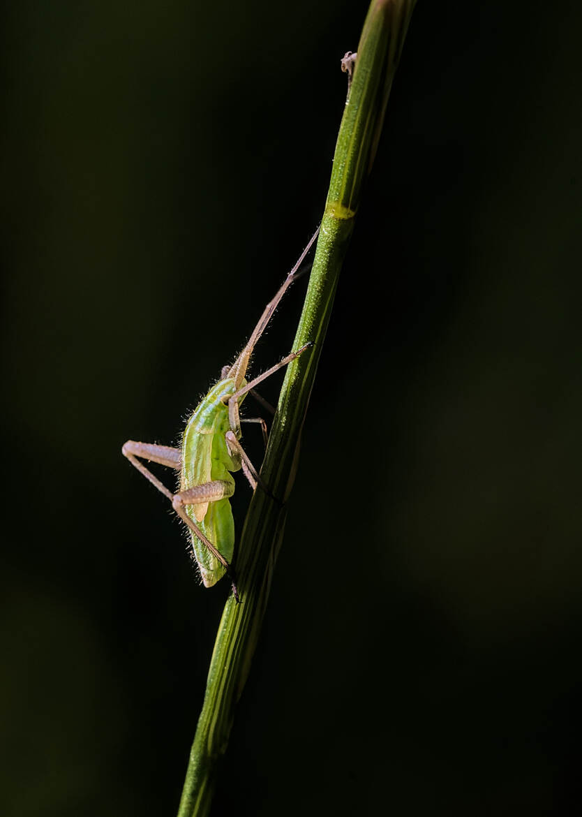 Miridae indeterminée