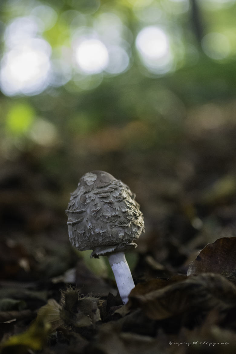 Sous-bois d'automne