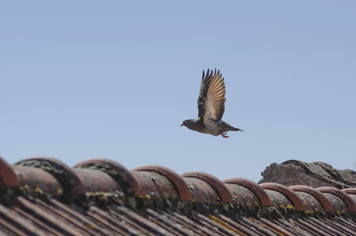Vol au dessus des toits !!