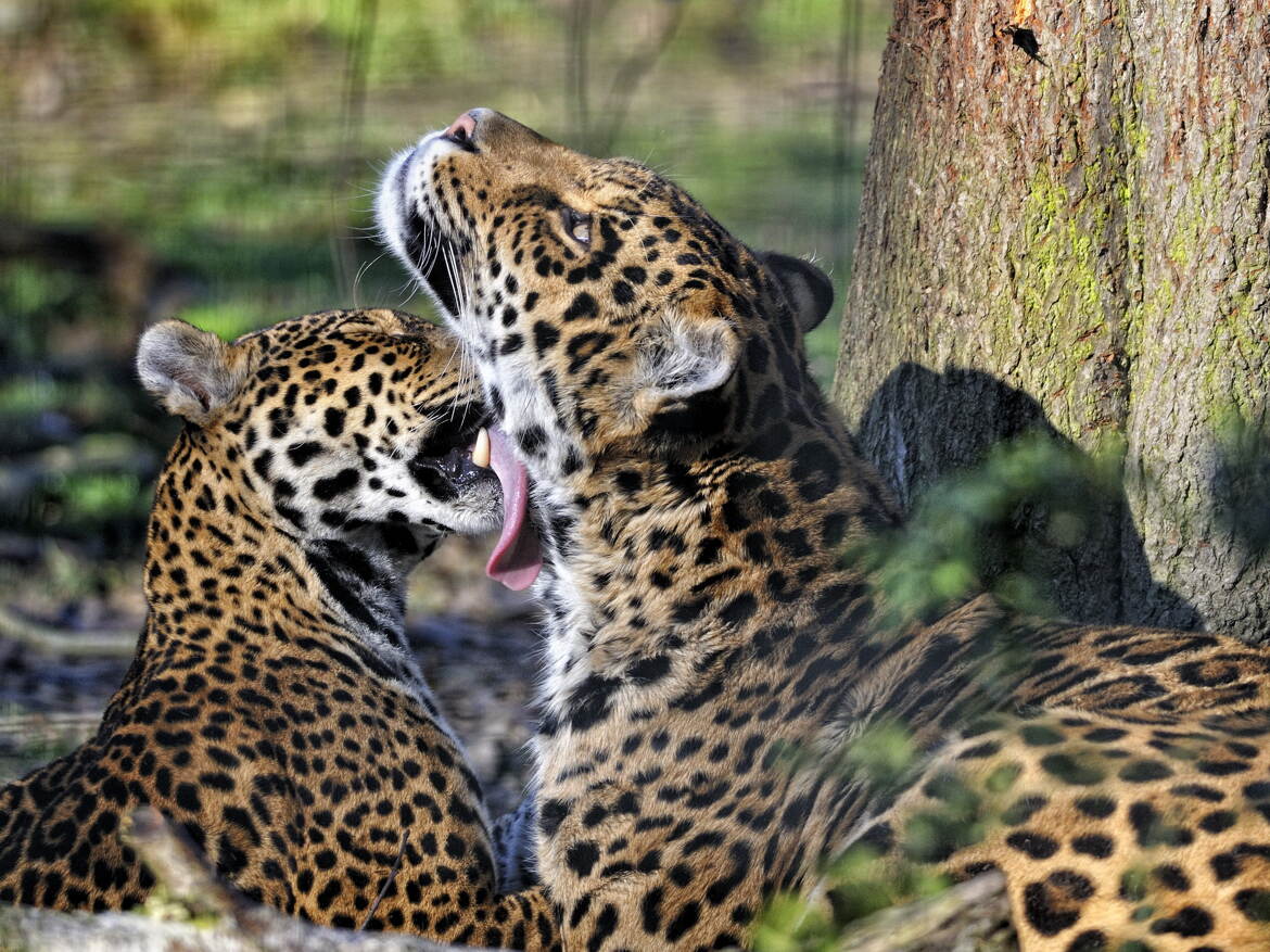 Couple de jaguars