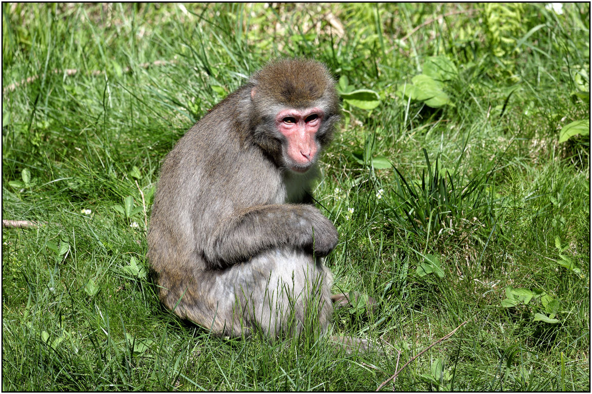 Macaque