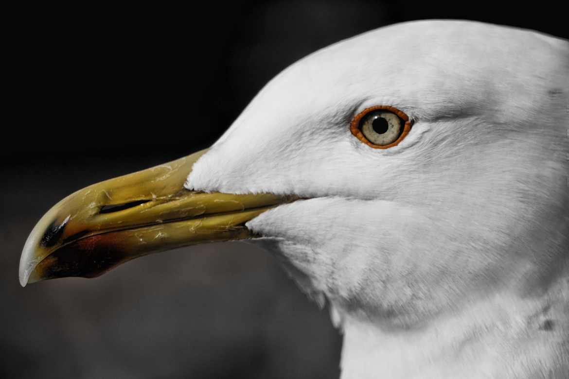 Mouette Romaine