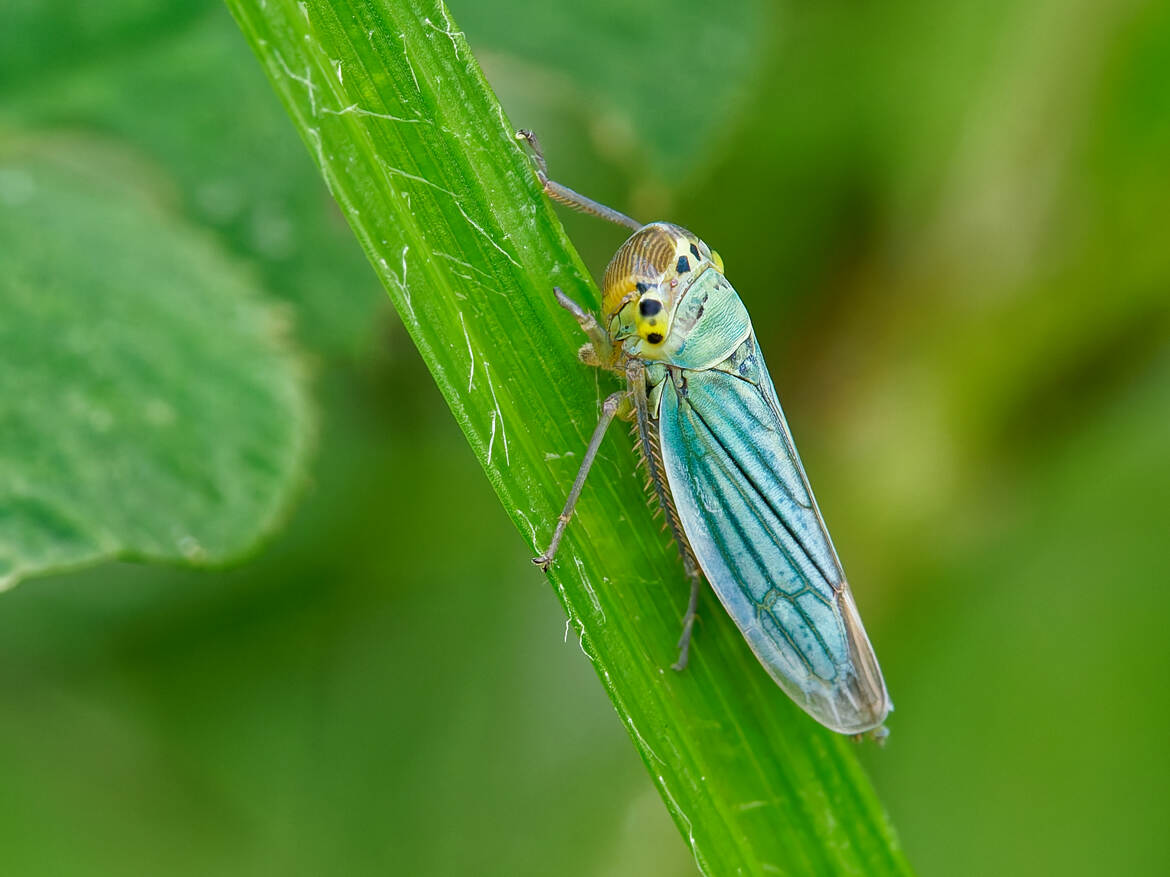 Cicadella