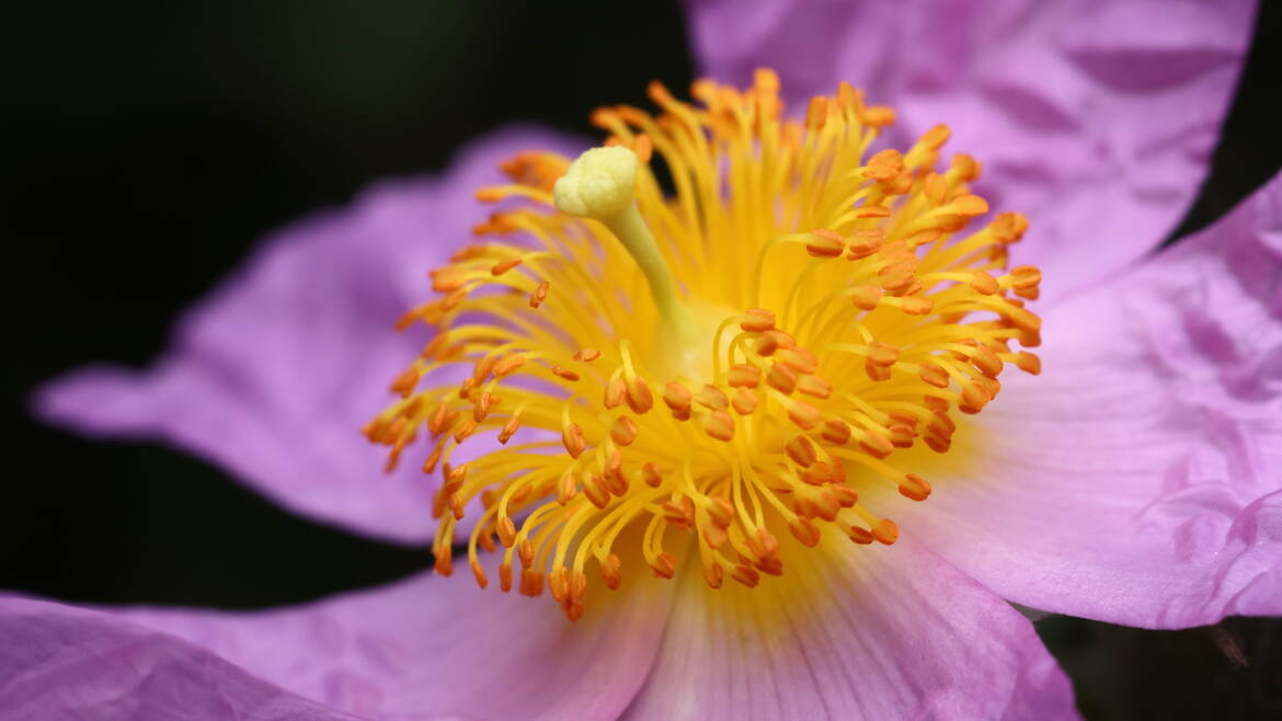 Feux d'artifice végétal