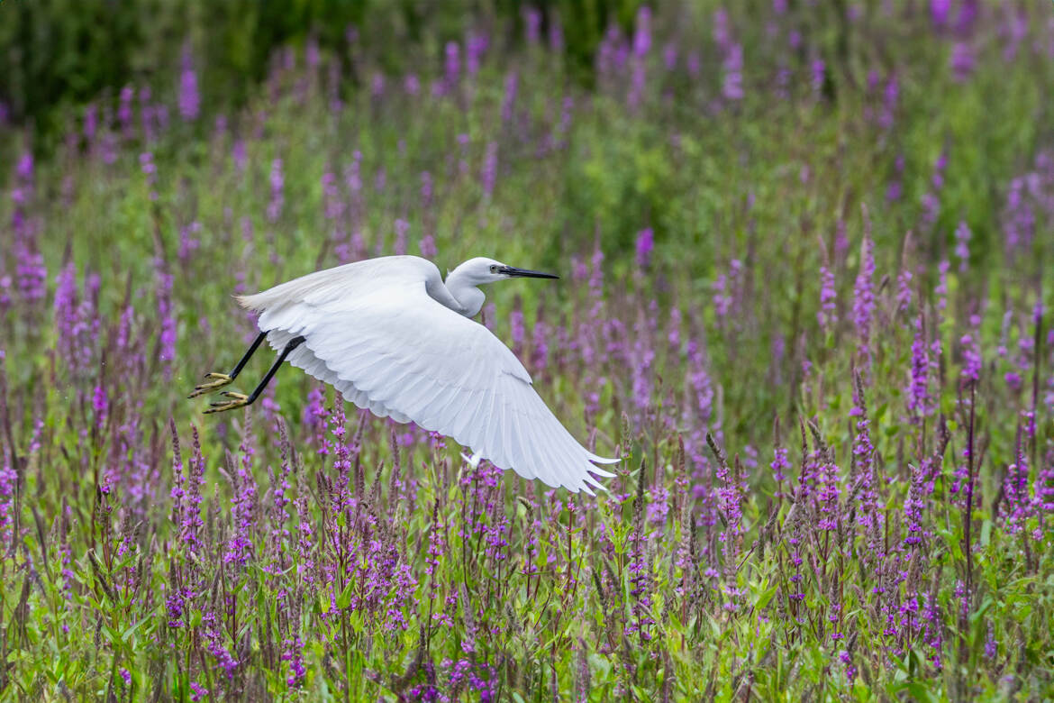 Aigrette Garzette au dessus des salicaires