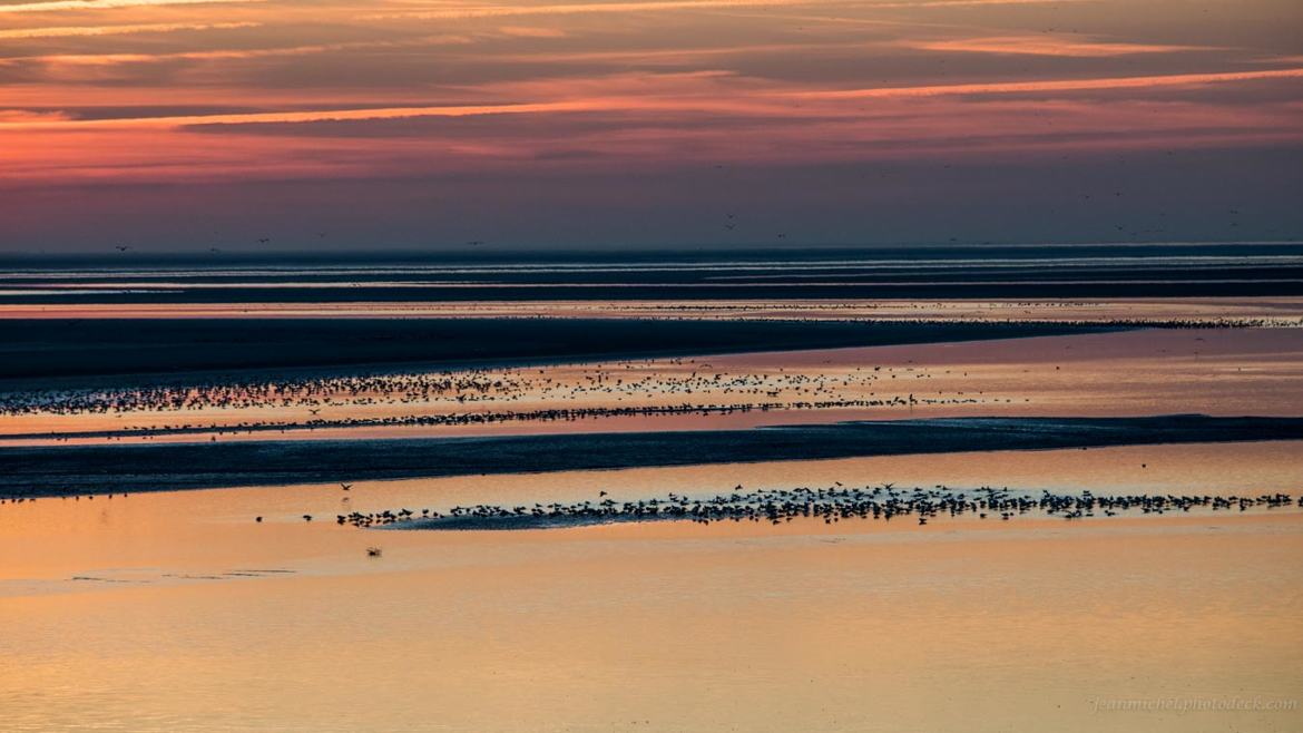 Des oiseaux pour rêver