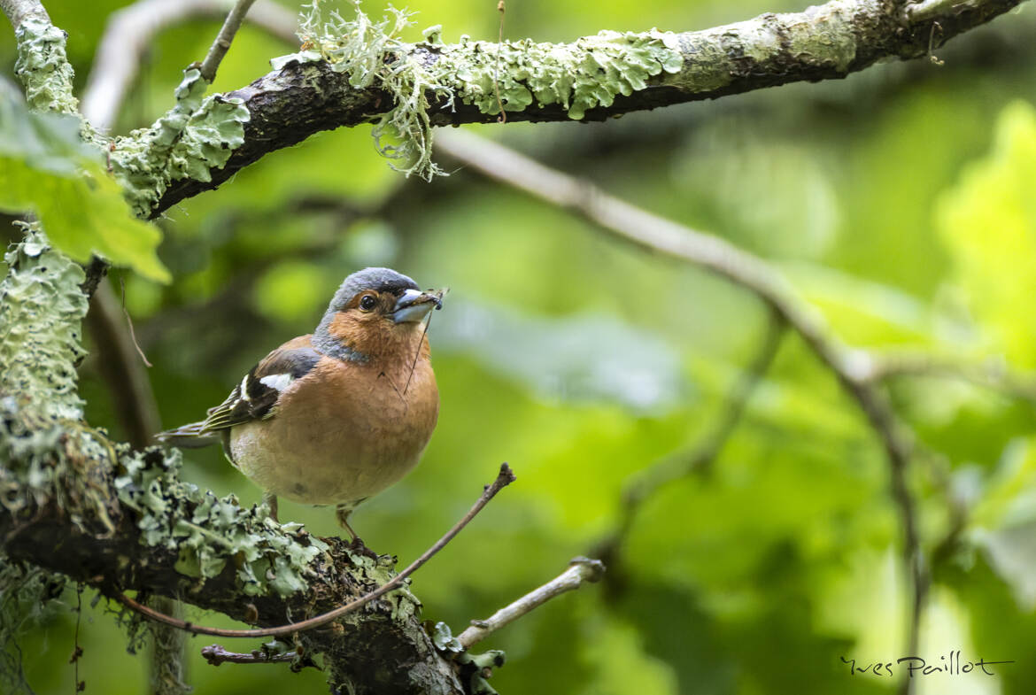 Pinson des arbre fait mouche