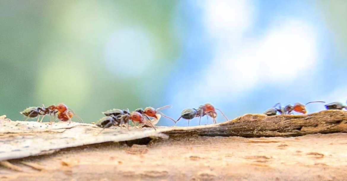 La vie des fourmis
