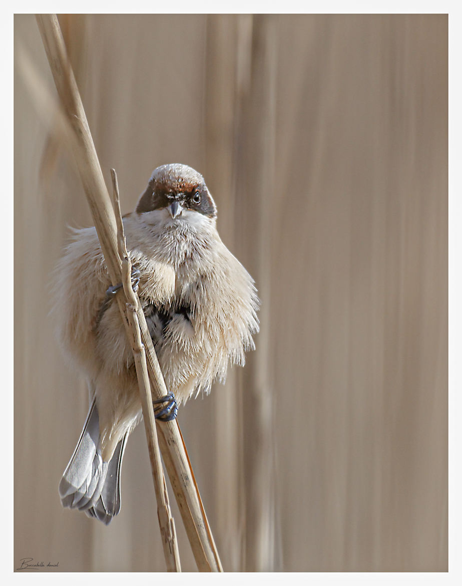 Remiz Penduline en boule