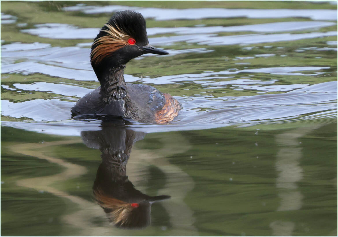 moi aussi, j'suis beau !
