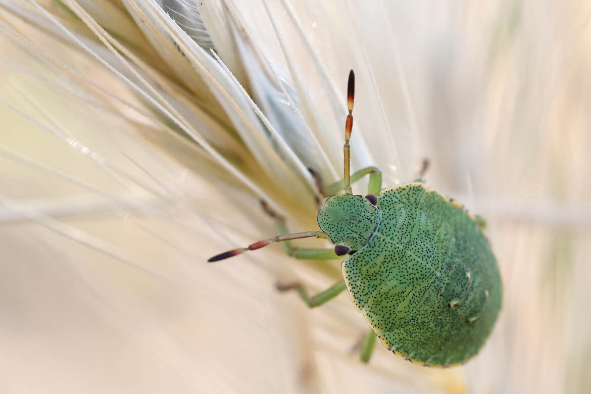 Pour le camouflage, je me suis trompée d'endroit...!