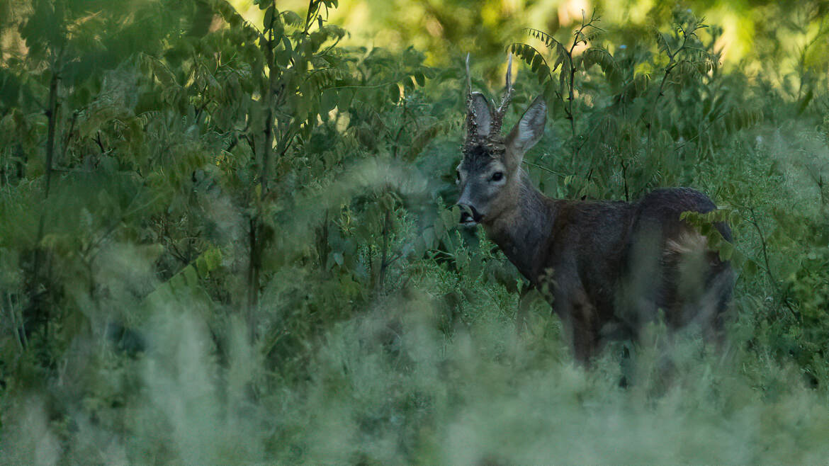 Chevreuil en sous bois