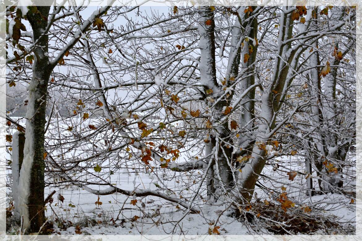 Feuilles rebelles