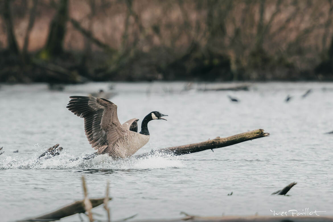 C'est génial le surf...