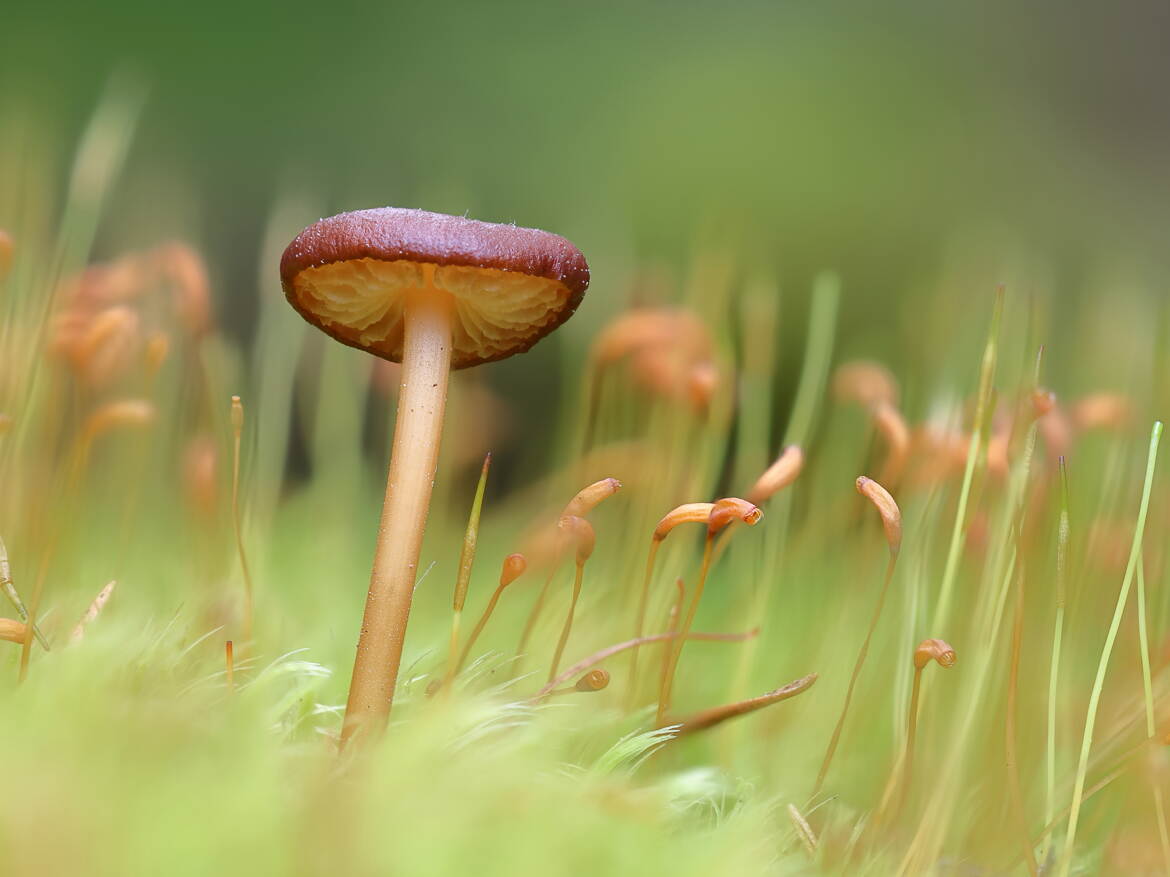 Seul au milieu des bryopsidées