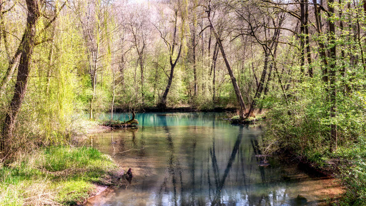 Filé d'arbres sur un plan d'eau.