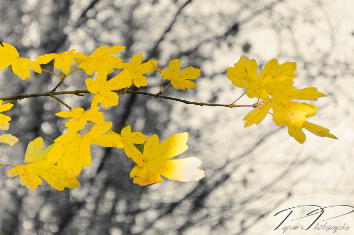 Jaune