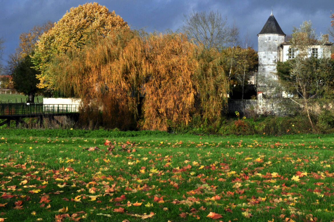 Dernières feuilles avant l orage ...